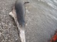 Delfino spiaggiato a Savona nei pressi dei bagni Olimpia