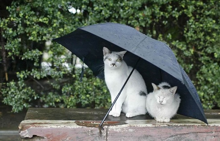 Caldo addio: sulla Liguria arrivano nubifragi, temporali e mareggiate Caldo addio: sulla Liguria arrivano nubifragi, temporali e mareggiate