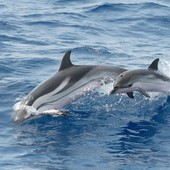 Savona, tutela dei cetacei e sensibilizzazione: il Comune si candida ai fondi del Ministero con un progetto CIMA Savona, tutela dei cetacei e sensibilizzazione: il Comune si candida ai fondi del Ministero con un progetto CIMA