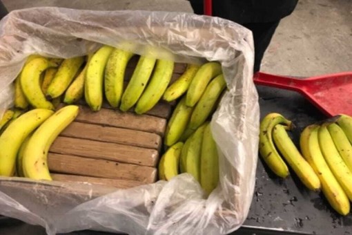 24 kg di cocaina nel container delle banane: maxi sequestro nel porto di Vado Ligure 24 kg di cocaina nel container delle banane: maxi sequestro nel porto di Vado Ligure