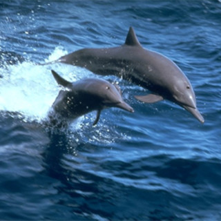 Andora: il Santuario dei Cetacei compie undici anni di vita