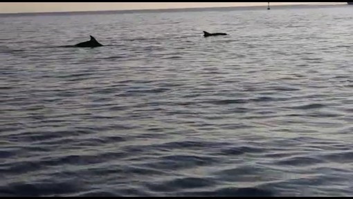 I delfini "salutano" la Guardia Costiera a Savona (FOTO e VIDEO)
