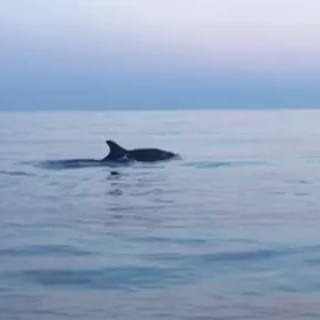 Avvistamento di delfini a Varigotti a poche centinaia di metri dalla riva