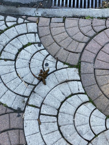 Una fotogallery dedicata alle deiezioni canine in via dei Mille Una fotogallery dedicata alle deiezioni canine in via dei Mille