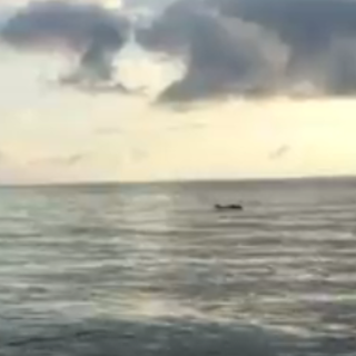 Avvistati delfini al largo di Noli