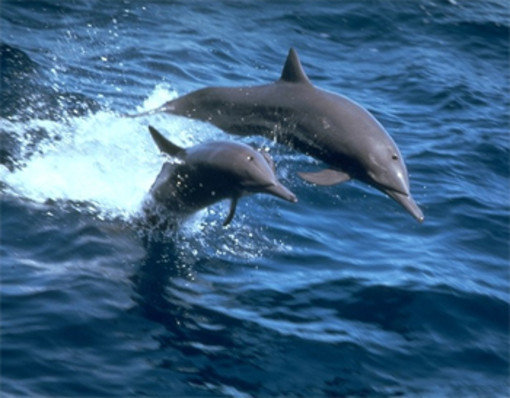 Noli: delfino spiaggiato sulla battigia