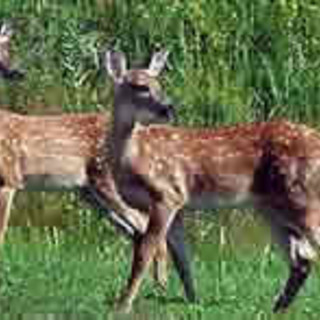 Al via la caccia di selezione al daino: 230 i capi da abbattere in Provincia di Savona