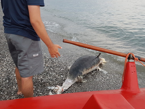 Avvistato un delfino morto al largo di Albenga: in corso le operazioni per lo smaltimento della carcassa
