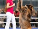 Petfestival 2023: per la prima volta in Italia i Campionati Europei di Dog Dance Petfestival 2023: per la prima volta in Italia i Campionati Europei di Dog Dance