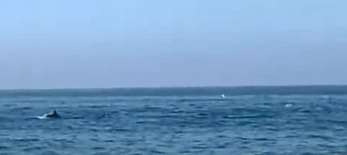 Lo spettacolo della natura, delfini avvistati a pochi metri dalla riva Lo spettacolo della natura, delfini avvistati a pochi metri dalla riva