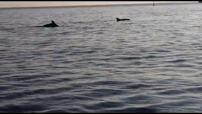 I delfini "salutano" la Guardia Costiera a Savona (FOTO e VIDEO)