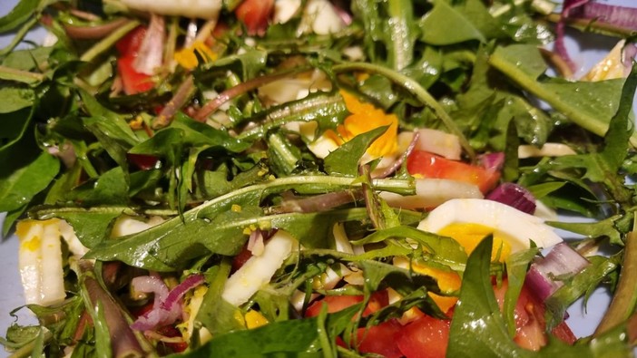 In foto il tarassaco, ma anche dente di leone, ottimo in insalata In foto il tarassaco, ma anche dente di leone, ottimo in insalata