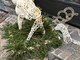 Distrutte decorazioni natalizie nel centro di Carcare, sindaco De Vecchi: &quot;Indagini avviate, non escludiamo applicazione del Daspo&quot; (FOTO)
