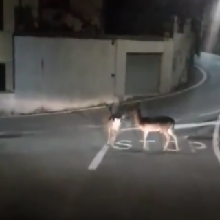 Foto e video tratte dal profilo Facebook di Roberto Arboscello