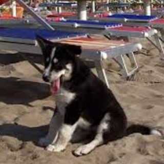 Finale Ligure, al mare con fido solo nelle spiagge autorizzate