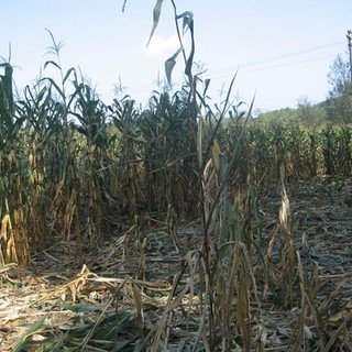 Savona: danni fauna selvatica, agricoltori vanno tutelati