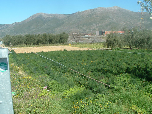 Agrinsieme Liguria si rivolge al nuovo presidente Toti: "Lavoriamo insieme per l'agricoltura ligure" Agrinsieme Liguria si rivolge al nuovo presidente Toti: "Lavoriamo insieme per l'agricoltura ligure"