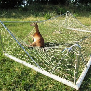 Peasco, daini impigliati in una porta da calcio: intervento dell'Enpa