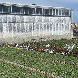 Maltempo ad Albenga, il sindaco Tomatis: "Danni per centinaia di migliaia di euro, la Regione riconosca lo stato di calamità naturale"