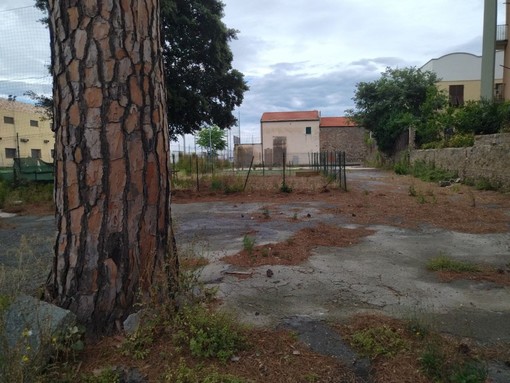 Cinghiali abbattuti in via Nizza, l'OSA: "Hanno accolto l'invito del sindaco di Savona a 'provvedere'"