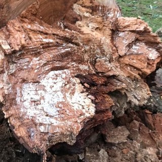 Finale, vicesindaco Guzzi: "Gli eucalipti dell'ex Rivetti abbattuti per motivi oggettivi"