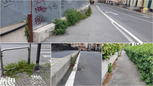 "Manca la manutenzione del verde, erbacce ovunque". Interpellanza della lista Toti per Savona