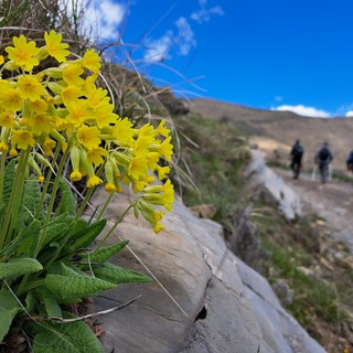 Il Parco Alpi Liguri partecipa con un calendario ricco di eventi per il “Maggio dei Parchi della Liguria”: ecco tutte le info Il Parco Alpi Liguri partecipa con un calendario ricco di eventi per il “Maggio dei Parchi della Liguria”: ecco tutte le info