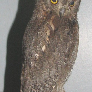 La danza della pioggia.