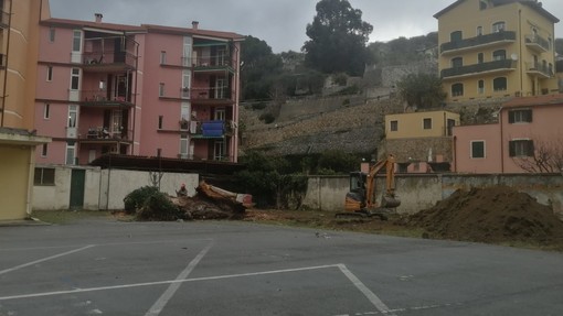 Finale, non si ferma l'abbattimento degli eucalipti alle ex Rivetti: "Piante pericolanti"