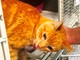 Ritrovato gatto investito a Cadibona: l'appello di Enpa