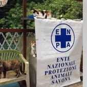 Ladri nella sede dell'Enpa Savona, sfondata la porta: &quot;Siamo amareggiati e sconcertati&quot;