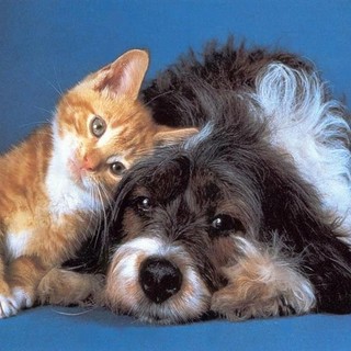 Toirano, raccolta cibo promossa da "Noi Animali"