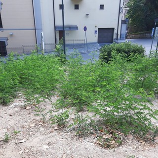 Erba alta nell'area canina di via Mentana, assessore Santi: "C'è un calendario prefissato per i tagli, la pioggia e l'umidità non aiutano"