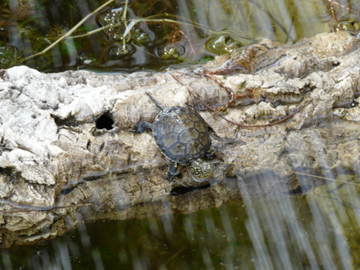 Salvaguardia della testuggine palustre (Emys orbicularis ingauna): firmato il Protocollo d'Intesa