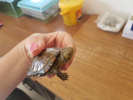 Albenga: liberati 10 esemplari di Emys Orbicularis, le testuggini palustri ingaune