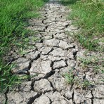 Ponente ligure sempre più a secco, in alcune zone appena 230 millimetri di pioggia da gennaio. Limet: "Possibile svolta a ottobre" Ponente ligure sempre più a secco, in alcune zone appena 230 millimetri di pioggia da gennaio. Limet: "Possibile svolta a ottobre"