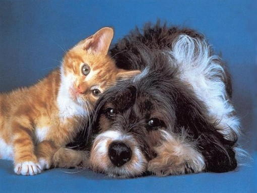 Toirano, raccolta cibo promossa da "Noi Animali"