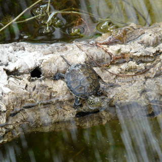 Salvaguardia della testuggine palustre (Emys orbicularis ingauna): firmato il Protocollo d'Intesa Salvaguardia della testuggine palustre (Emys orbicularis ingauna): firmato il Protocollo d'Intesa