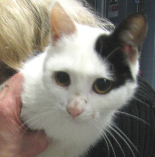 Quiliano: escursionista trova gattina abbandonata nel bosco