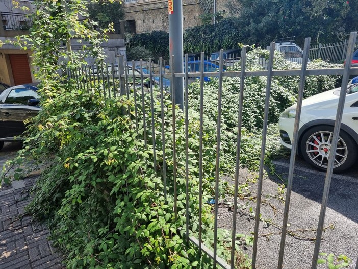 Erba alta ai lati della strada in alcune vie di Savona: interpellanza del consigliere Santi (FOTO) Erba alta ai lati della strada in alcune vie di Savona: interpellanza del consigliere Santi (FOTO)