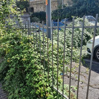 Erba alta ai lati della strada in alcune vie di Savona: interpellanza del consigliere Santi (FOTO) Erba alta ai lati della strada in alcune vie di Savona: interpellanza del consigliere Santi (FOTO)