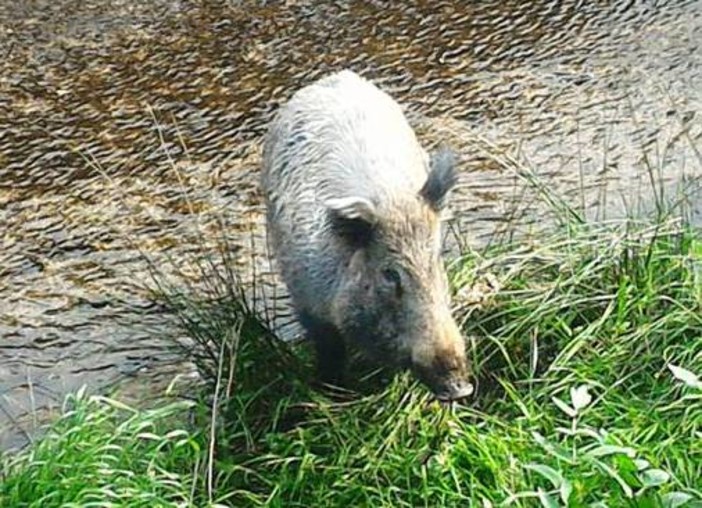 Inizia domenica 6 ottobre la caccia al cinghiale: la preoccupazione dell'Enpa Inizia domenica 6 ottobre la caccia al cinghiale: la preoccupazione dell'Enpa