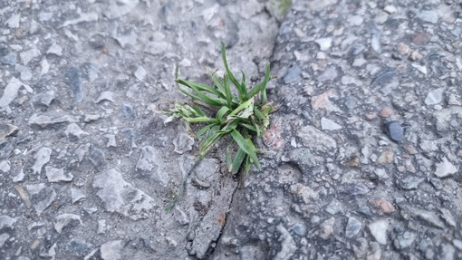 In foto erba spontanea, cresciuta in mezzo alla strada