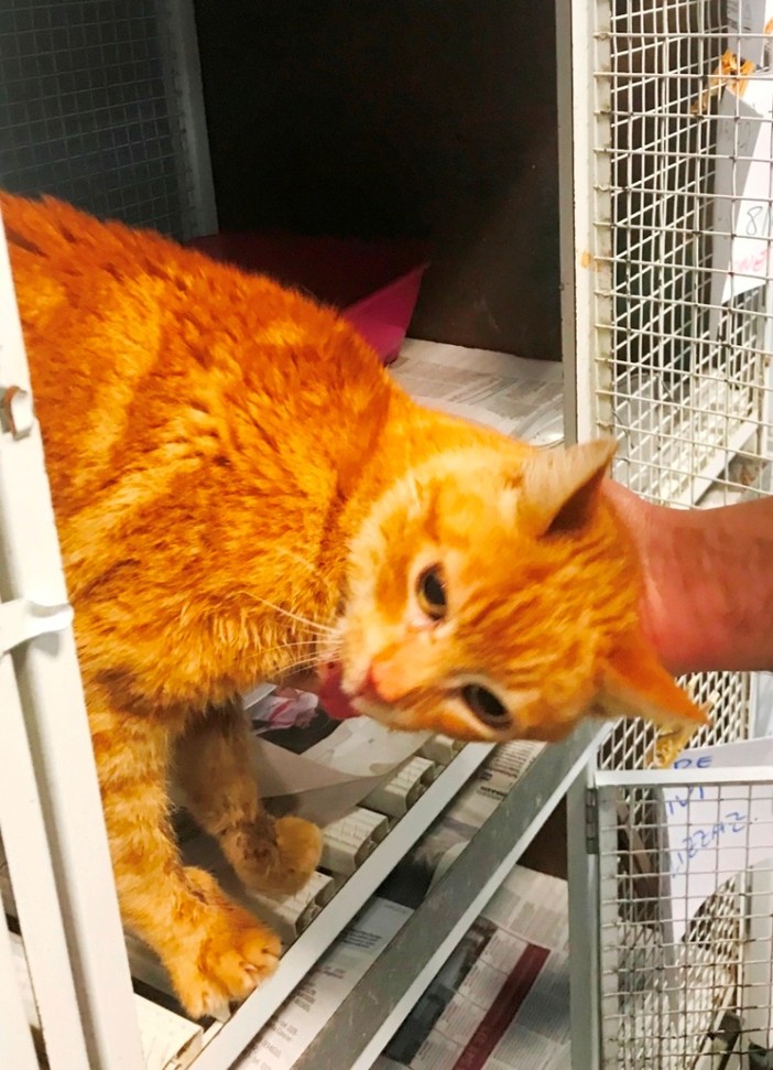 Ritrovato gatto investito a Cadibona: l'appello di Enpa Ritrovato gatto investito a Cadibona: l'appello di Enpa