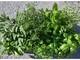 Albenga: compra un fiore o una pianta e aiuti la Croce Bianca Albenga: compra un fiore o una pianta e aiuti la Croce Bianca
