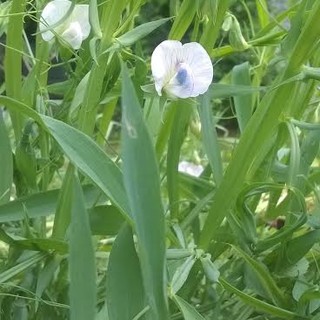 Rocchetta di Cengio, un successo la prima edizione della "Festa del Moco in fiore"