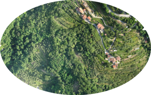 Anche la FAO s'interessa della Xylella fastidiosa