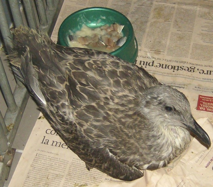 Varazze: Vigili del Fuoco salvano un piccolo gabbiano Varazze: Vigili del Fuoco salvano un piccolo gabbiano