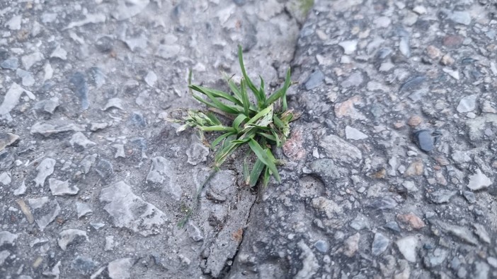In foto erba spontanea, cresciuta in mezzo alla strada