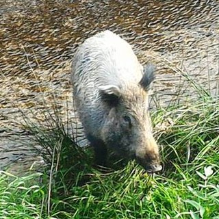Inizia domenica 6 ottobre la caccia al cinghiale: la preoccupazione dell'Enpa Inizia domenica 6 ottobre la caccia al cinghiale: la preoccupazione dell'Enpa